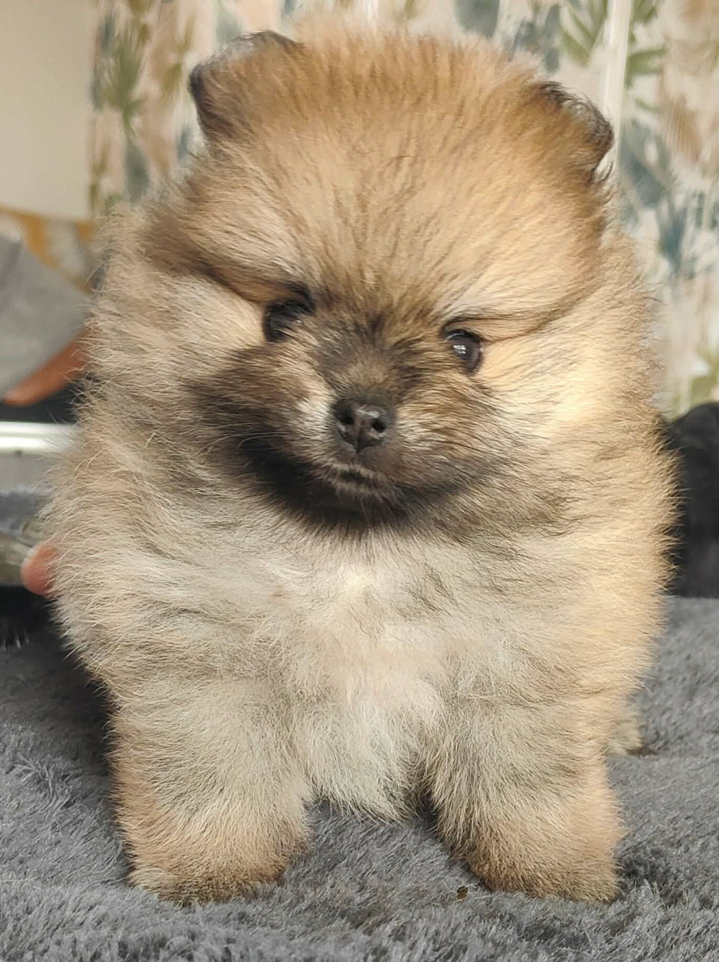 Marine Boutin - Chiots disponibles - Spitz allemand