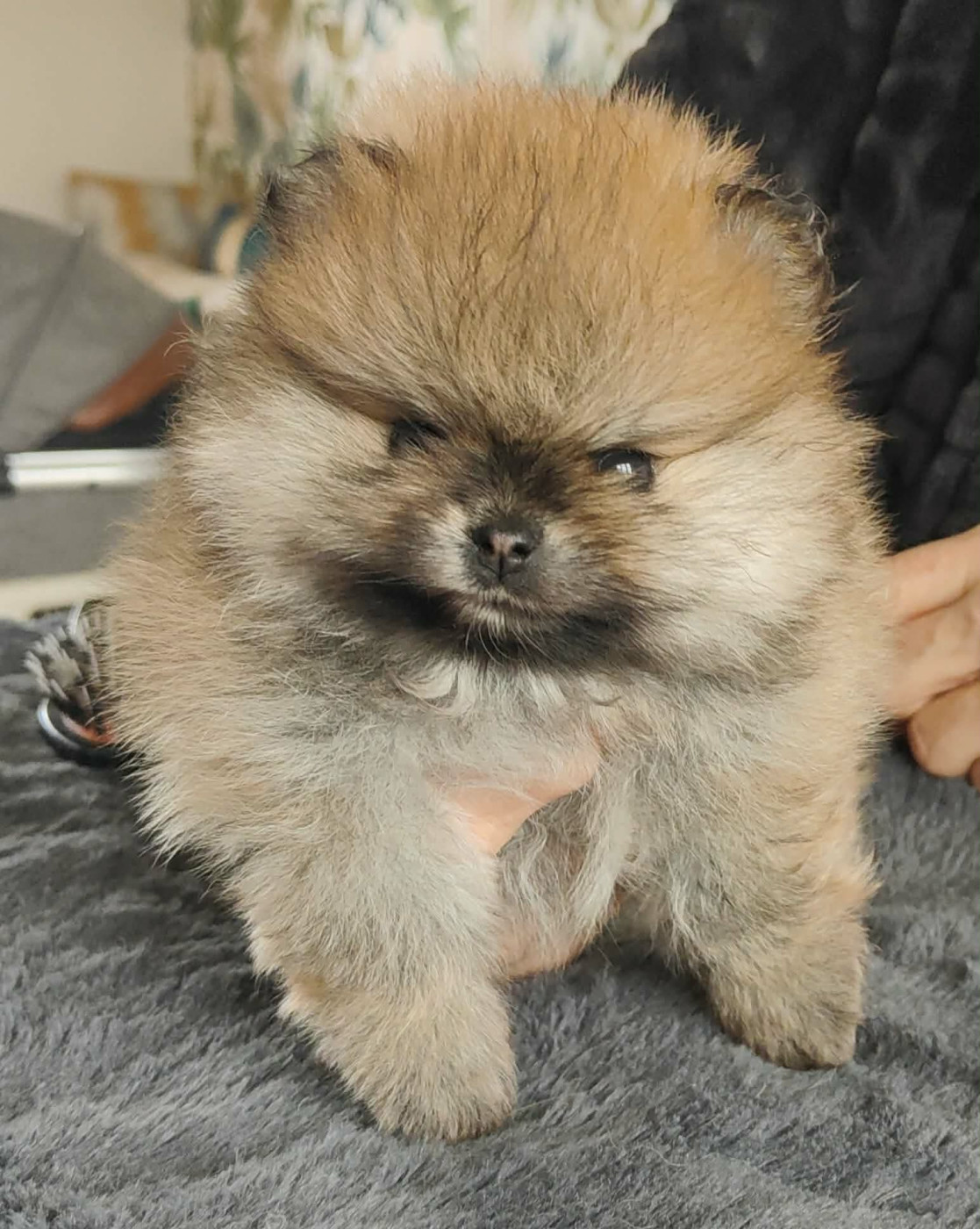 Marine Boutin - Chiots disponibles - Spitz allemand